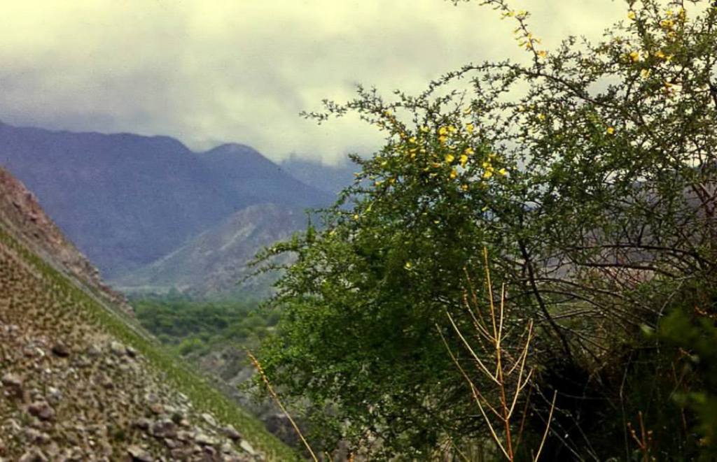 Цветущий куст в горах Шахимардана.