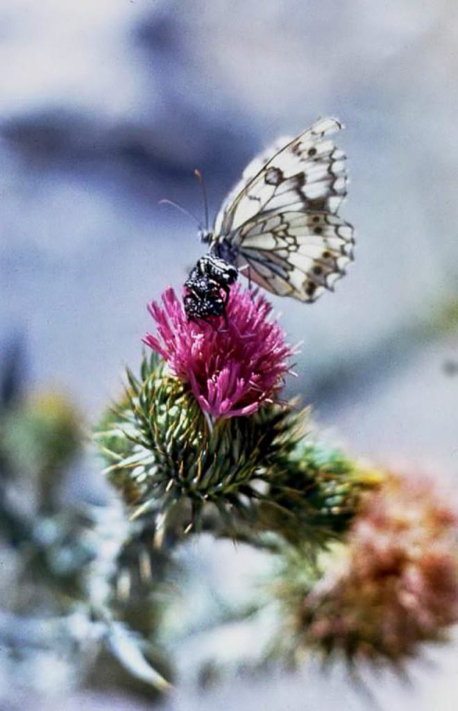 Бабочка "Капустница" на горном репейнике, Шахимардан (Узбекистан).