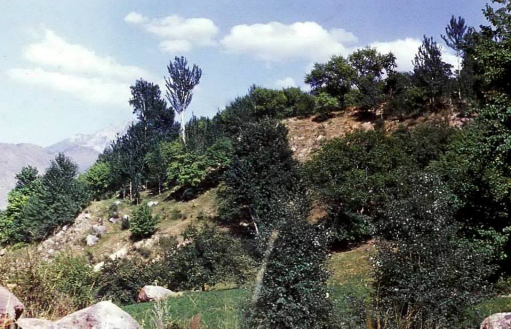 Растительность Шахимарданских ущелий